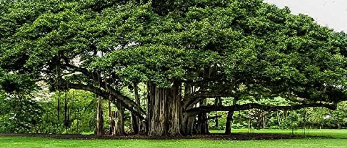 The Indian Banyan Tree